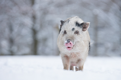 istockphoto-510167332-170667a