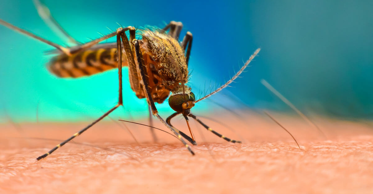 chikungunya-virus-info