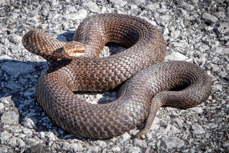 vipera-berus-buzau