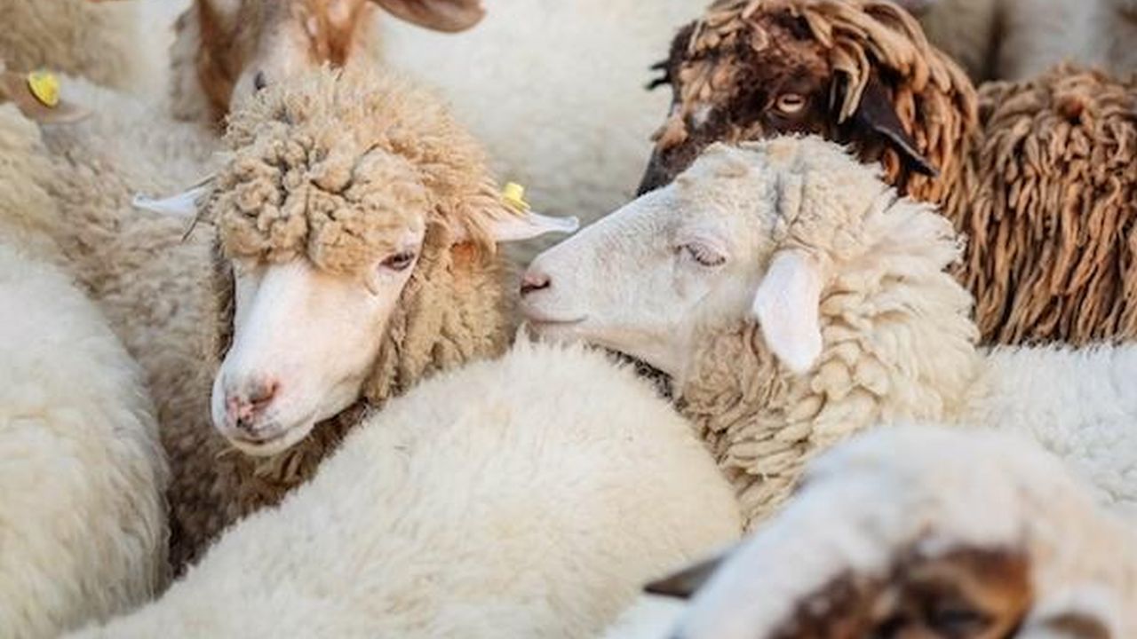 variola-ovine-bulgaria