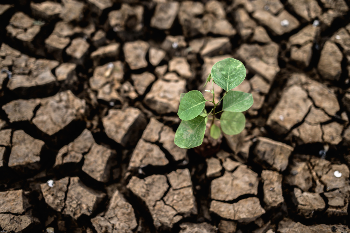 trees-grown-dry-cracked-dry-soil-dry-season-global-warming