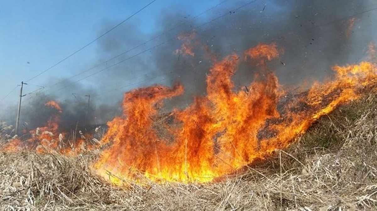 incendiu-vegetatie2