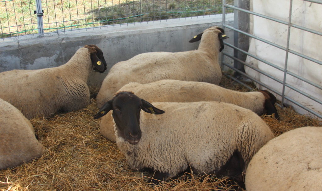 oi-tratamente-la-ovine-boli-prevenire-e1630652146674