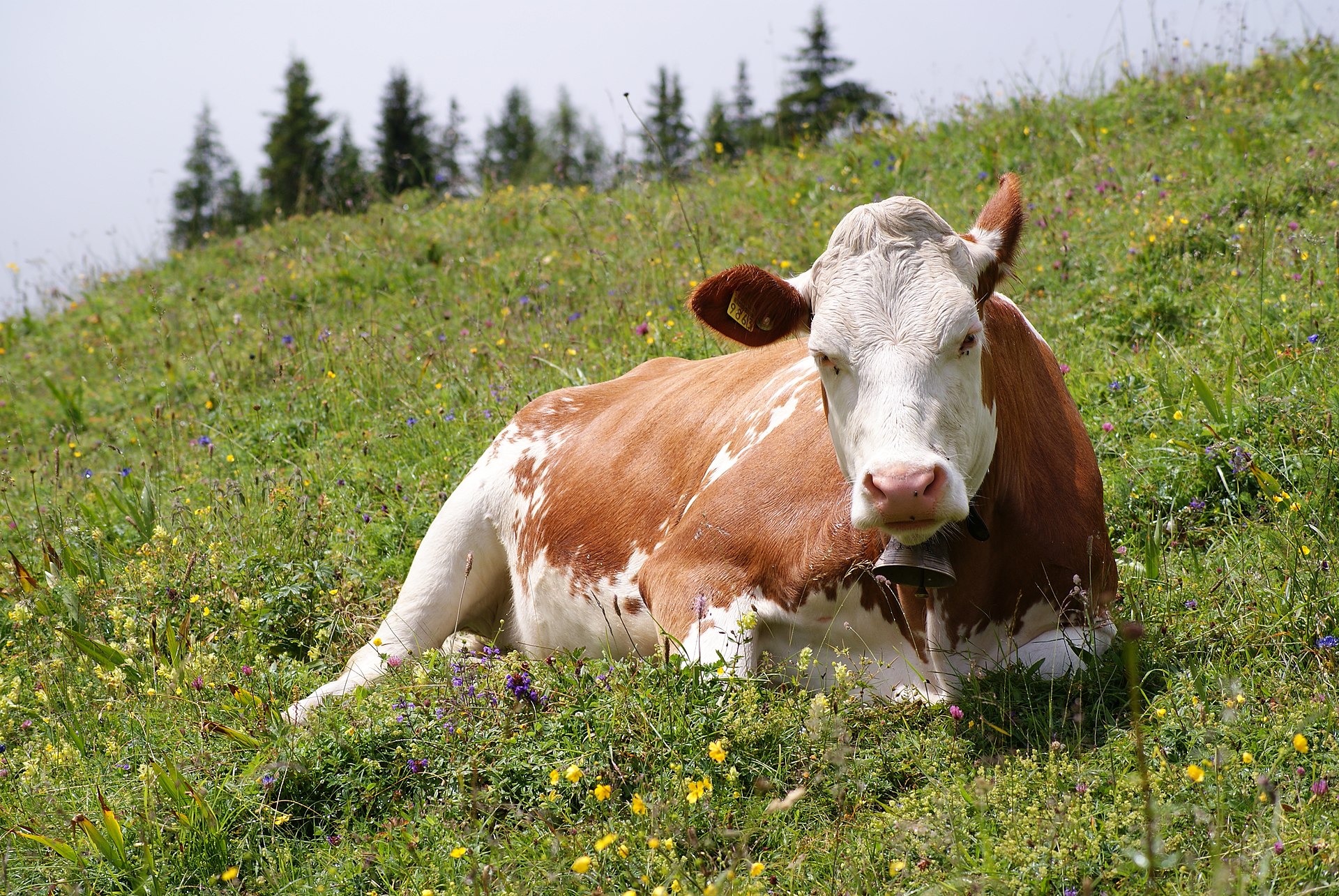 Cow_(Fleckvieh_breed)_Oeschinensee_Slaunger_2009-07-07