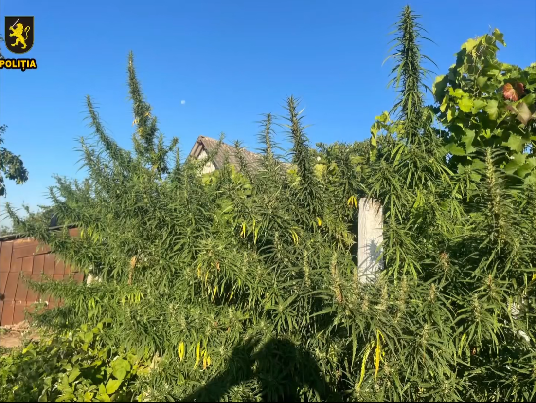 Captură de ecran 2025-08-13 171421