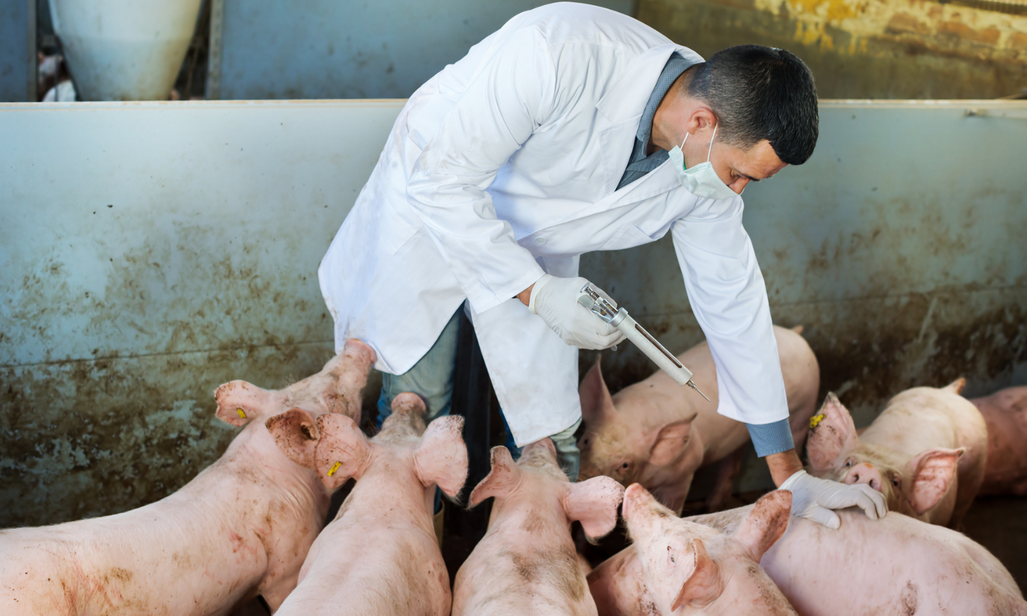 Featured-African-Swine-Fever-Vaccine