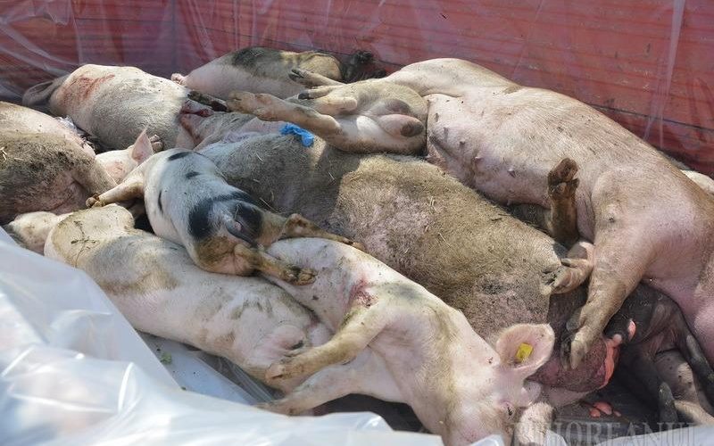 porci-morti-30012019-800x500
