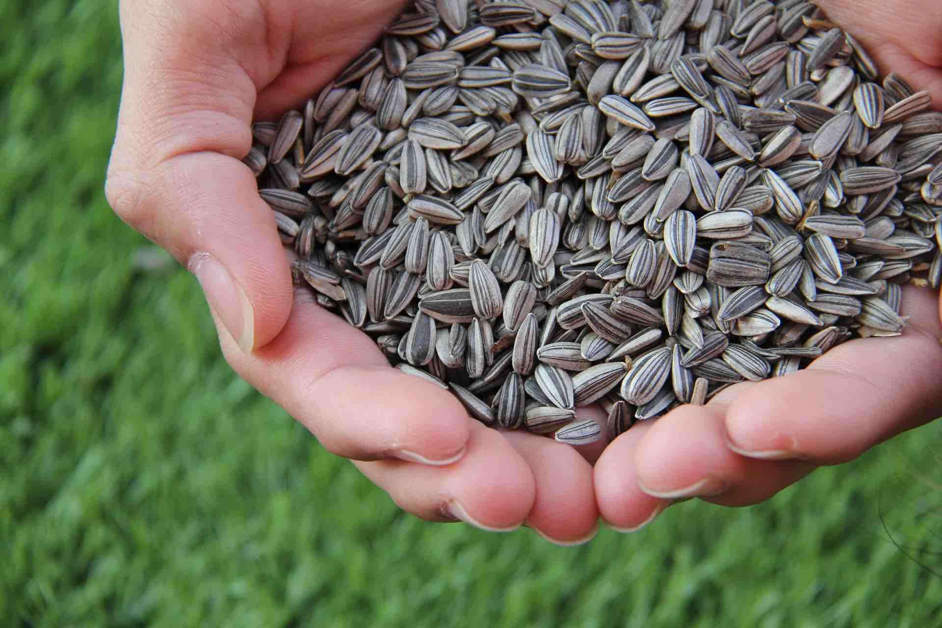 Agroexpert__Export_record_de_floarea_soarelui._Republica_Moldova_depa__s__es__te_486_mii_tone