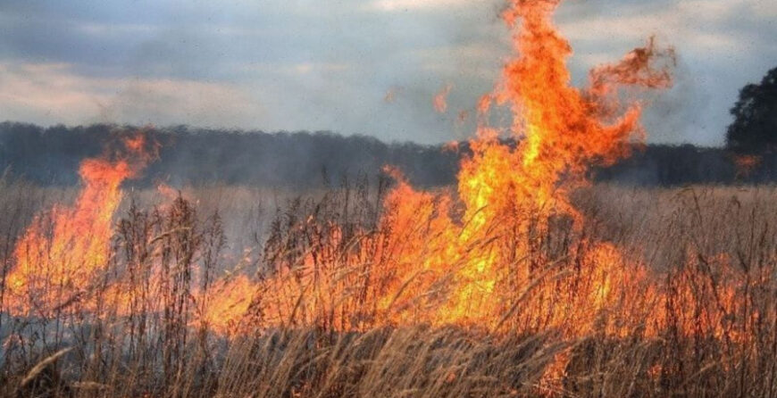 cod-galben-de-incendiu-870x446