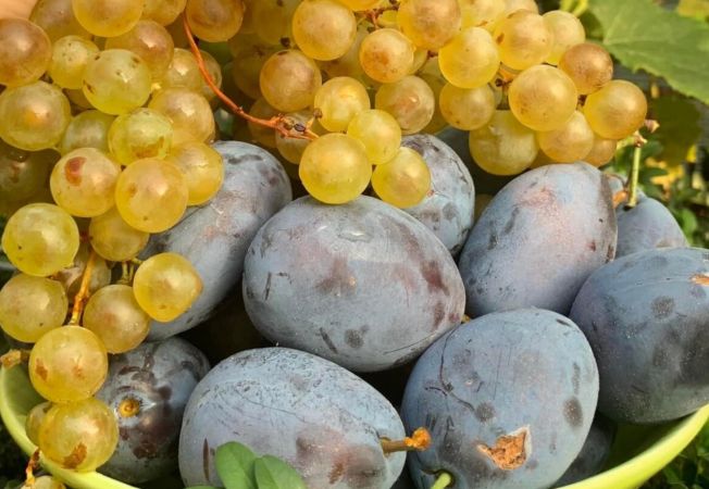 652x450_211196-prune-struguri-foto-mihaela-bilic
