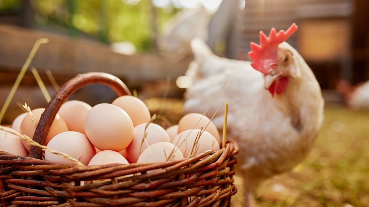 productie-oua-fara-cocosi